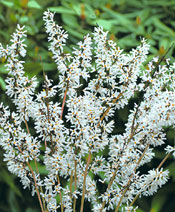 org:/gardening tips/Snoeiadvies/Individuele_pagina/witte_forsythia.jpg